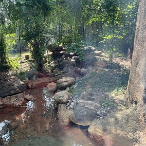 Giant Anteater Exhibit