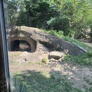 Giant Anteater Exhibit