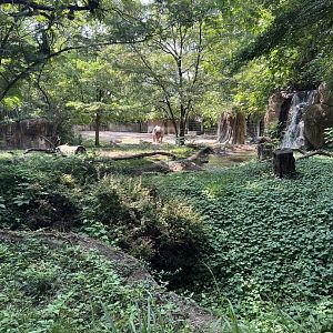 Black Rhinoceros/Sacred Ibis Exhibit