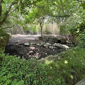 Chacoan Peccary/Red River Hog Exhibit