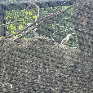 Southern Red-Billed Hornbills