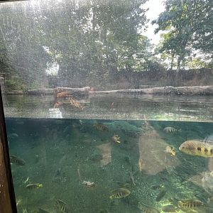 Hippopotamus Exhibit