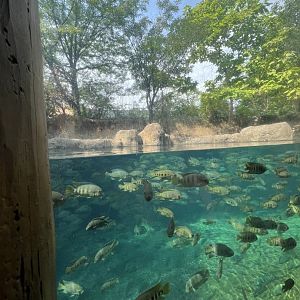 Hippopotamus Exhibit
