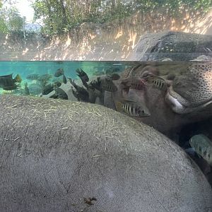 Hippopotamuses