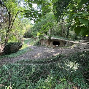 Spotted Hyena Exhibit