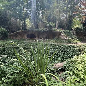 Spotted Hyena Exhibit