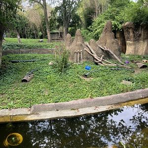 Dwarf Mongoose Exhibit
