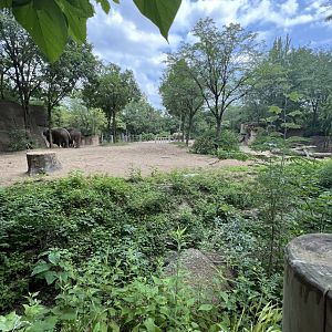 Asian Elephant Exhibit