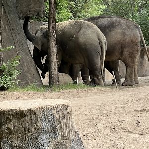 Asian Elephants