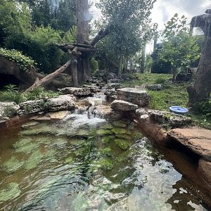 Malayan Sun Bear Exhibit