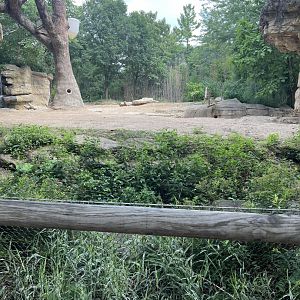 Asian Elephant Exhibit
