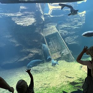 Mississippi River Exhibit