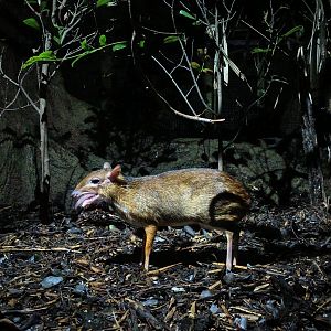 Lesser Chevrotain/Mousedeer