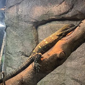 Crocodile Monitor