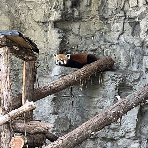 Red Panda