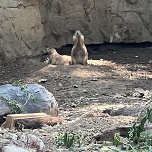 Black-Tailed Prairie Dogs