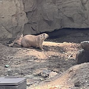 Black-Tailed Prairie Dog