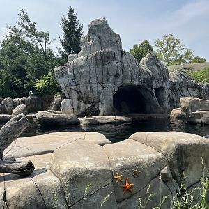 Seal and Sea Lion Sound