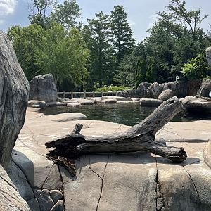 Seal and Sea Lion Sound