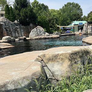 Seal and Sea Lion Sound