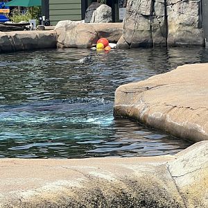 Seal and Sea Lion Sound