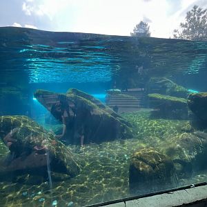 Seal and Sea Lion Sound