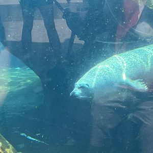 Harbor Seal