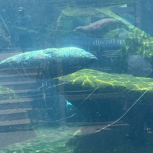 California Sea Lion and Harbor Seal