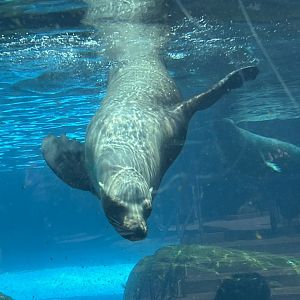 California Sea Lion