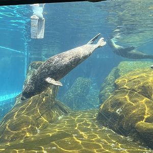 Harbor Seal