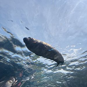 Harbor Seal