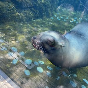 California Sea Lion