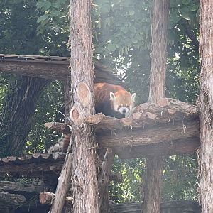 Red Panda