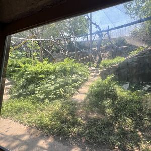 Sumatran Orangutan Outdoor Exhibit