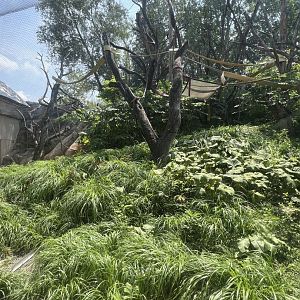 Sumatran Orangutan Outdoor Exhibit