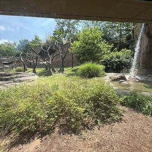 Chimpanzee Outdoor Exhibit