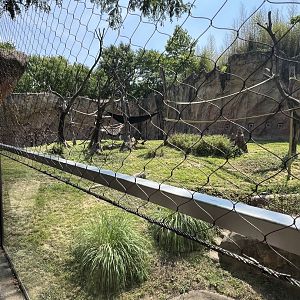 Chimpanzee Outdoor Exhibit