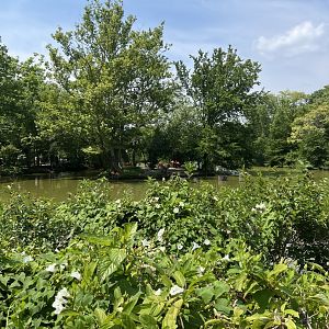 American Flamingo Exhibit