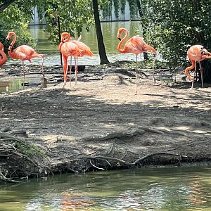 American Flamingos