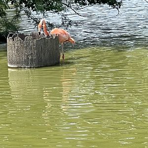 American Flamingo