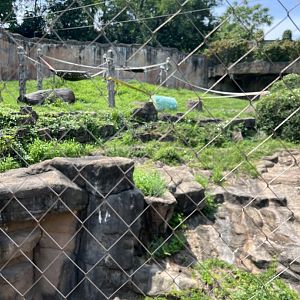 Western Lowland Gorilla Outdoor Exhibit