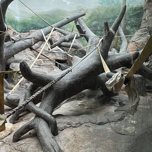 Western Lowland Gorilla Indoor Exhibit
