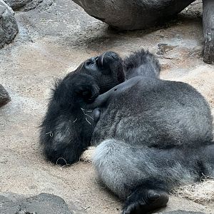 Western Lowland Gorilla
