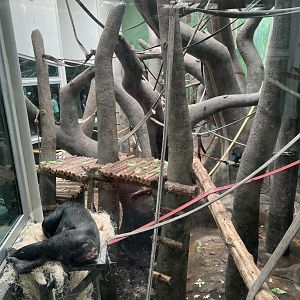 Chimpanzee Indoor Exhibit