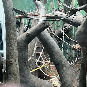 Chimpanzee Indoor Exhibit