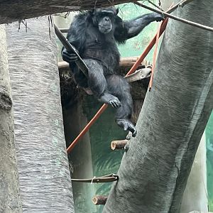 Chimpanzee