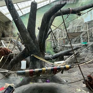 Sumatran Orangutan Indoor Exhibit