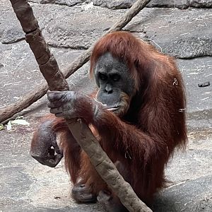 Sumatran Orangutan