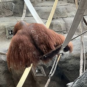 Sumatran Orangutan