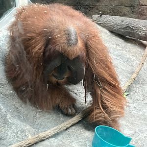 Sumatran Orangutan